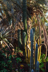 Nature poster. Palm trees and cactuses garden - 478099456