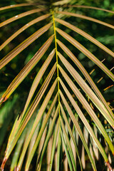 Nature poster. leaves of palm tree. 