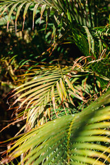 Nature poster. leaves of palm tree.  - 478099458