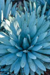 Nature poster. Blue plant of succulent with needles - 478099462