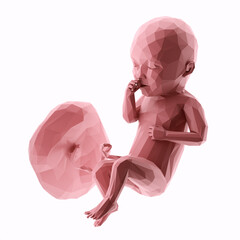 3d rendered illustration of an abstract human fetus - week 34