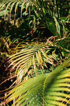 Nature poster. leaves of palm tree. 
