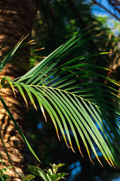 Nature poster. leaves of palm tree. 