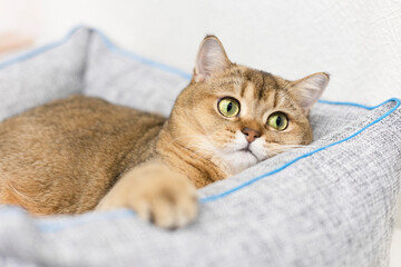 A beautiful cat of the Scottish Straight breed with an astonished look, resting in a couch. Soft focus.