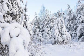 Snow-covered trees in the winter forest. Soft focus.