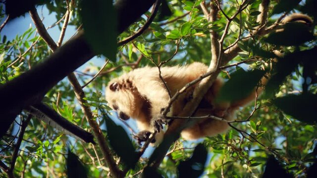 One Adult Colobinae Monkey Sitting On A Tree Branch