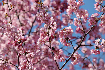 Pink sakura flowers on a branch at sunny day. Cherry blossom in spring garden on blue sky background