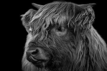 Head of a Highland cow calf licking its nose and isolated on black background.