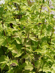 Eupatoire à feuilles molles ou Eupatorium rugosum braunlaub au somptueux feuillage buissonnant vert et petites fleurs blanches en corymbes sur tiges dressées rougeâtre