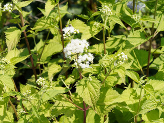 Eupatorium rugosum 'Braunlaub' ou Ageratina altissima | Eupatoire à feuilles molles à petites...