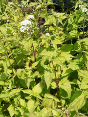 Eupatoire à feuilles molles ou Eupatorium rugosum braunlaub au somptueux feuillage buissonnant vert et petites fleurs blanches en corymbes sur tiges dressées rougeâtre