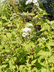 Eupatoire à feuilles molles ou Eupatorium rugosum braunlaub au somptueux feuillage buissonnant vert et petites fleurs blanches en corymbes sur tiges dressées rougeâtre