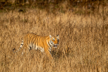 wild bengal tiger of terai region side profile or view walking in grassland area of dhikala at jim corbett national park uttarakhand india - panthera tigris tigris