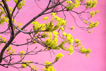 Green ash tree branch on pink wall background. Springtime, closeup