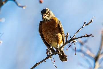 bird on branch