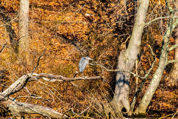 heron on branch