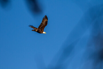 bald eagle in flight