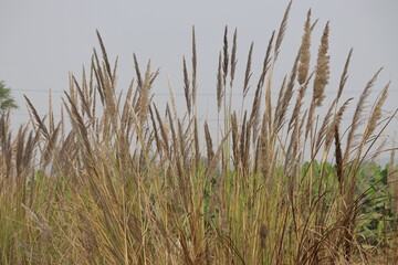 Large wild grass growing in the rural countryside. Barley and food grains are harvested from dry crop field.