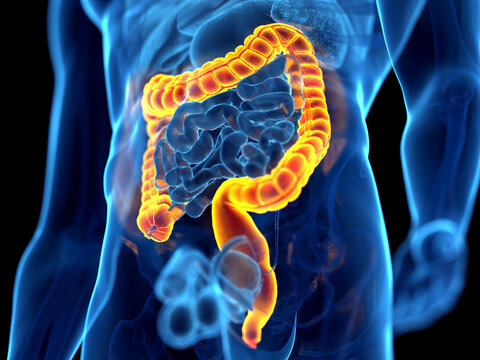 3d rendered illustration of the human colon