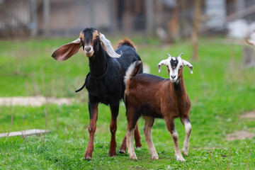 The Nubian hornless goat and his daughter, the young horned goat