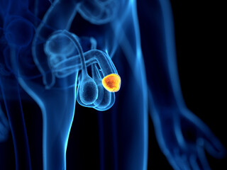 3d rendered illustration of the glans penis © Sebastian Kaulitzki