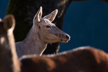 Albino deer portrait in first sunlight