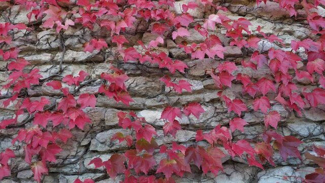 A close-up on a Virginia creeper. Grignan, France, the 22th October 2021.