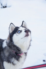 portrait of dog siberian husky with cataract eyes on the snow, winter frosty morning, dawn sun
