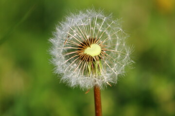 dandelion on green background