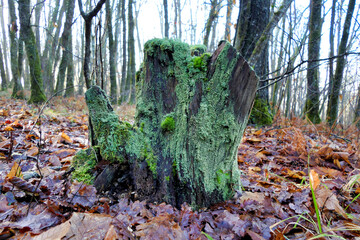 Close up of an old decaying tree stump covered in moss and lichen against a forest background
