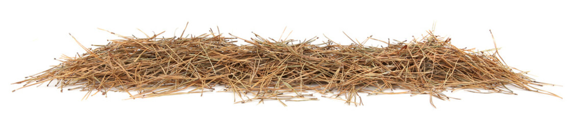 Pile of dried pine needles isolated on white background. Heap of  coniferous tree needles.