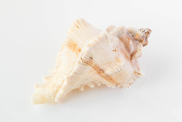 A beautiful sea shell