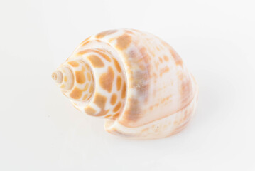 Fototapeta na wymiar A beautiful sea spotted shell