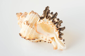 A beautiful sea shell