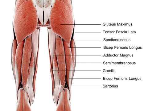 3d rendered illustration of muscles of the upper leg