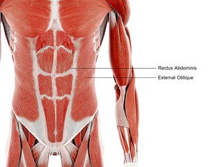 3d rendered illustration of the abdominal muscles - obrazy, fototapety, plakaty