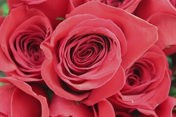 close up of red roses