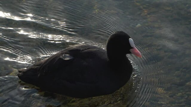 Blesshuhn schwimmt im Greifensee, Uster, Z&uuml;rich, Schweiz, 01.01.2022 rec709