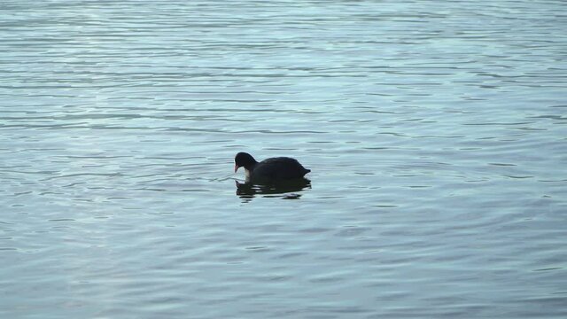 Blesshuhn schwimmt im Greifensee, Uster, Z&uuml;rich, Schweiz, 01.01.2022 rec709
