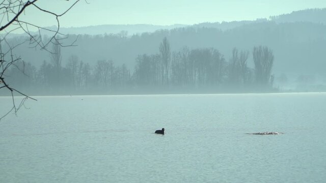 Blesshuhn schwimmt im Greifensee, Uster, Z&uuml;rich, Schweiz, 01.01.2022 rec709