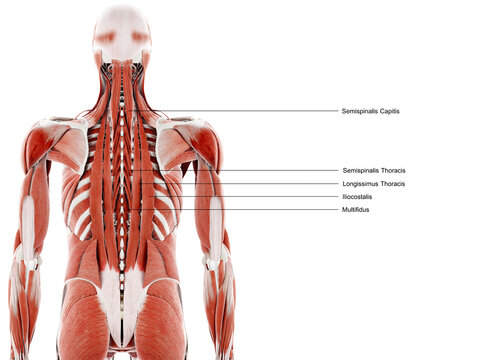 3d rendered illustration of the back muscles