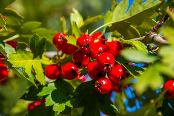 Wild hawthorn grows in the Crimean forest
