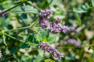 Wild mint grows in the Crimean forest
