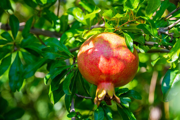 Ripe red pomegranates grow on a tree