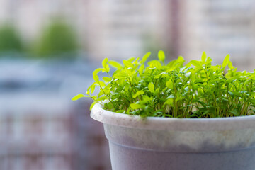 Parsley grows in a pot on the balcony