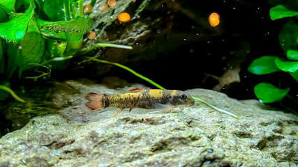 Aquarium fish Garra flavatra - Panda Garra on the stone in the green plant aquarium with Anubias plants.