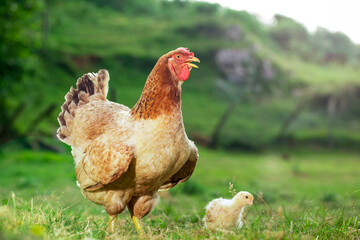 Summer  at a farm - a hen with her chickens Chicks and hens brooding on a farm with green grass