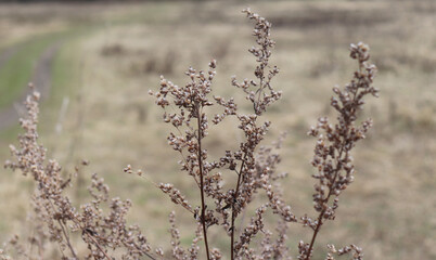 Dry plant outdoor in light pastel colours. Beautiful pattern with neutral colours. Minimal, stylish, trendy. Calm and natural background.