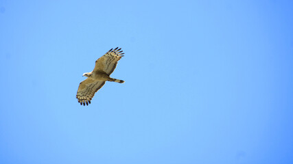 Eagle flying high in sky looking for food.. Example of Aim high for achievement. 