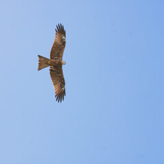 Fototapeta premium Eagle flying high in sky looking for food.. Example of Aim high for achievement. 
